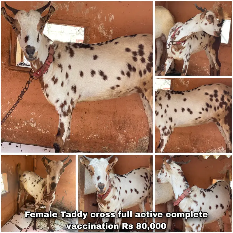 Teddy Goats, Gulabi Goats & Breeder for Sale in Karachi — photo 5