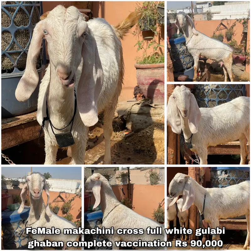 Teddy Goats, Gulabi Goats & Breeder for Sale in Karachi — photo 6
