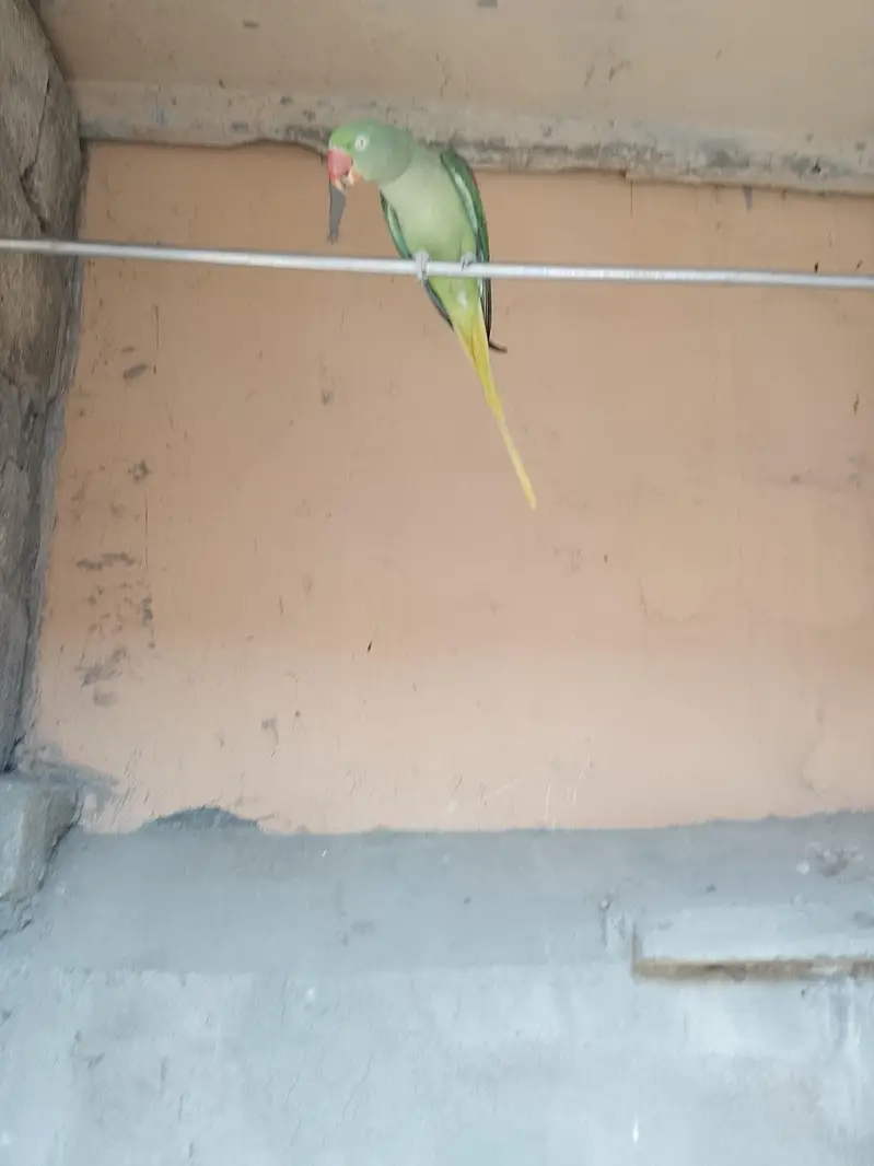 Raw Breader Female — photo 4