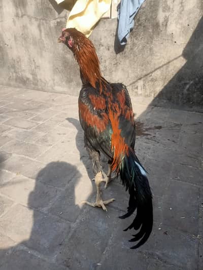 aseel birds high quality