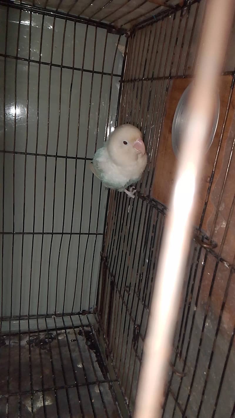 albino breader pair 0