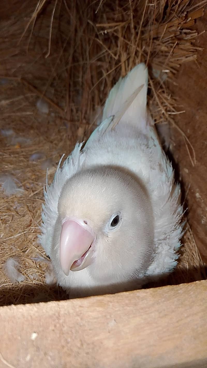 albino breader pair 1