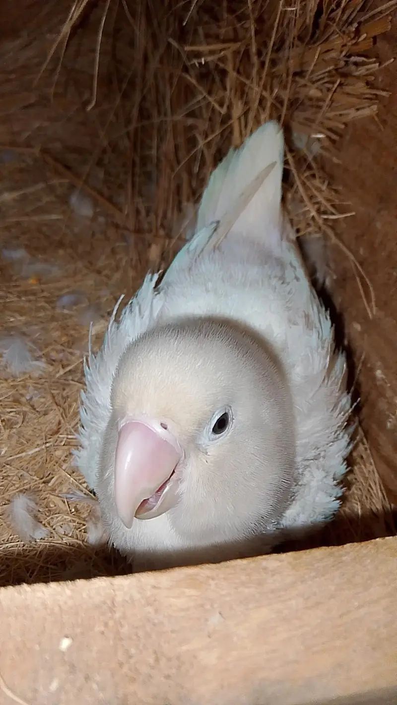 albino breader pair — photo 2