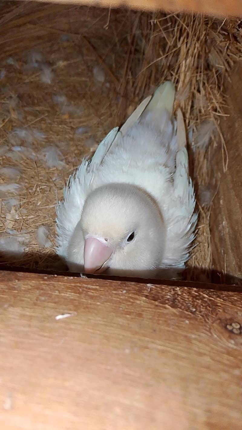 albino breader pair 2