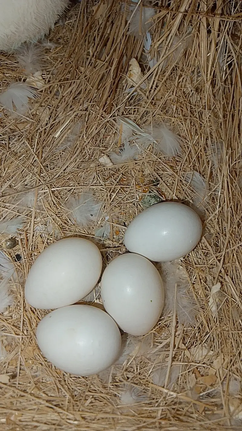 albino breader pair — photo 4