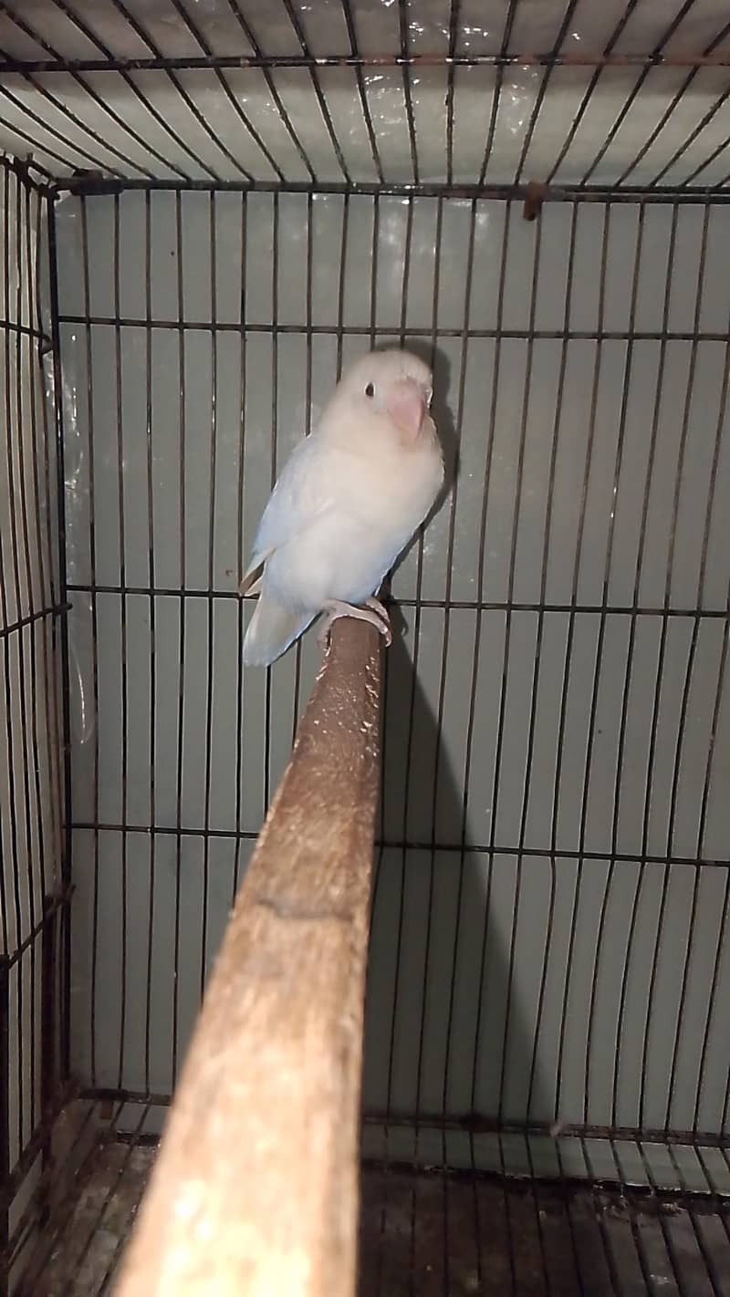 albino breader pair 4