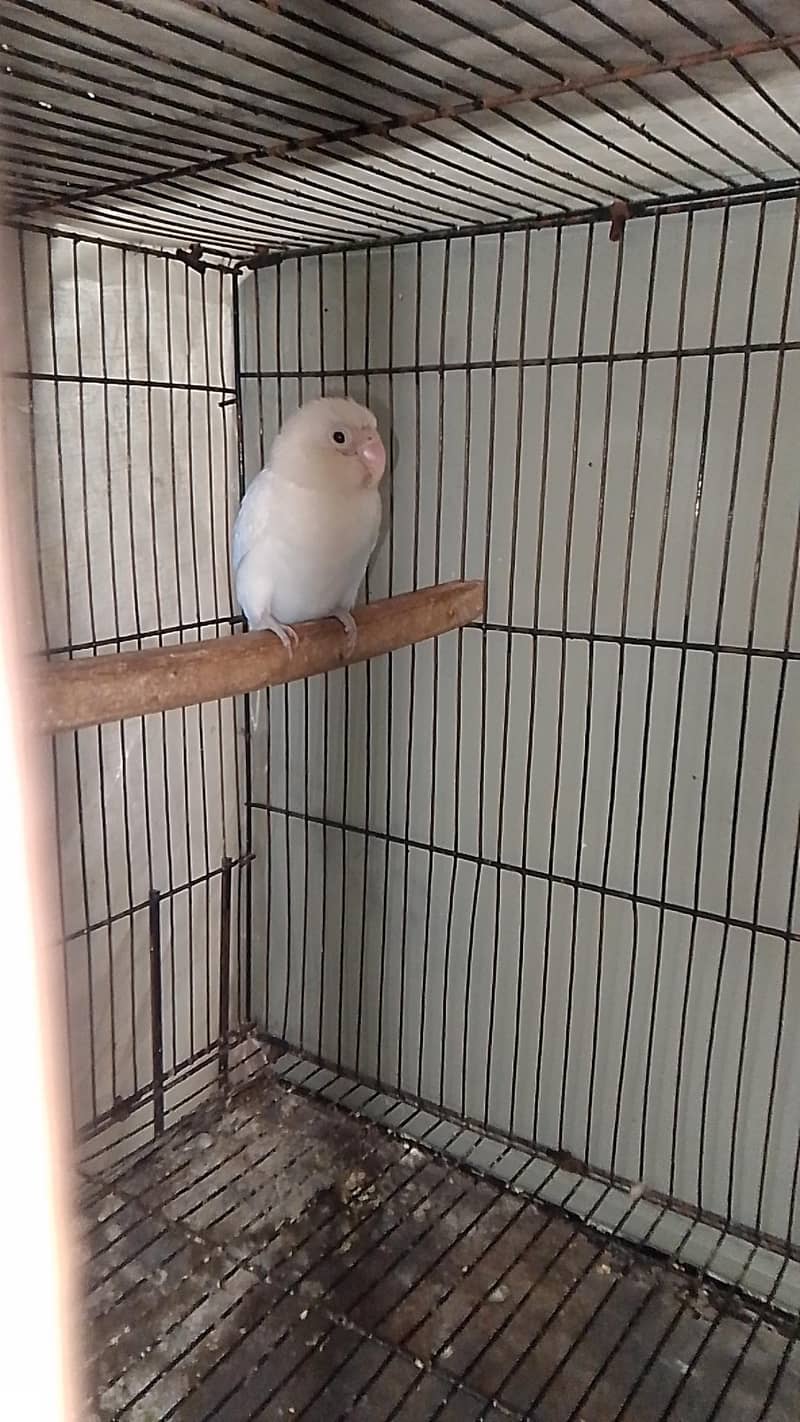 albino breader pair 5