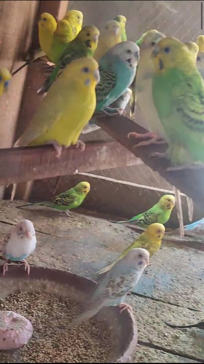 8 pair budgies for sale