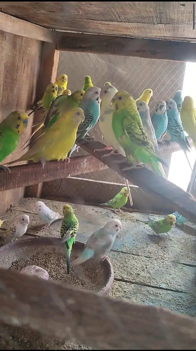 8 pair budgies for sale — photo 2