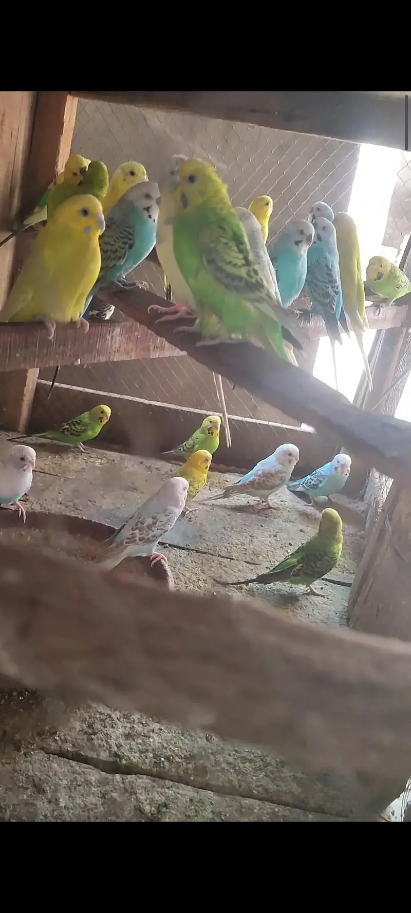 8 pair budgies for sale — photo 3
