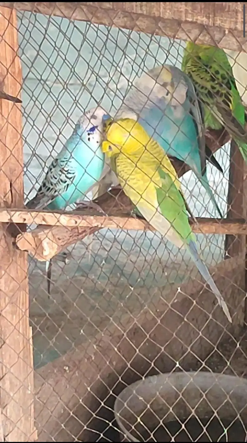 8 pair budgies for sale — photo 4