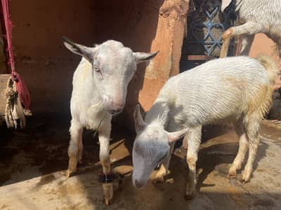 Teddy Goats, Gulabi Goats & Breeder for Sale in Karachi