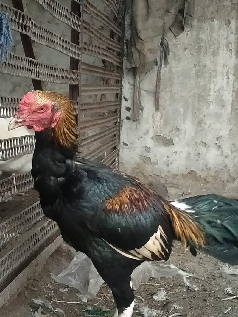 Adeel murga 0