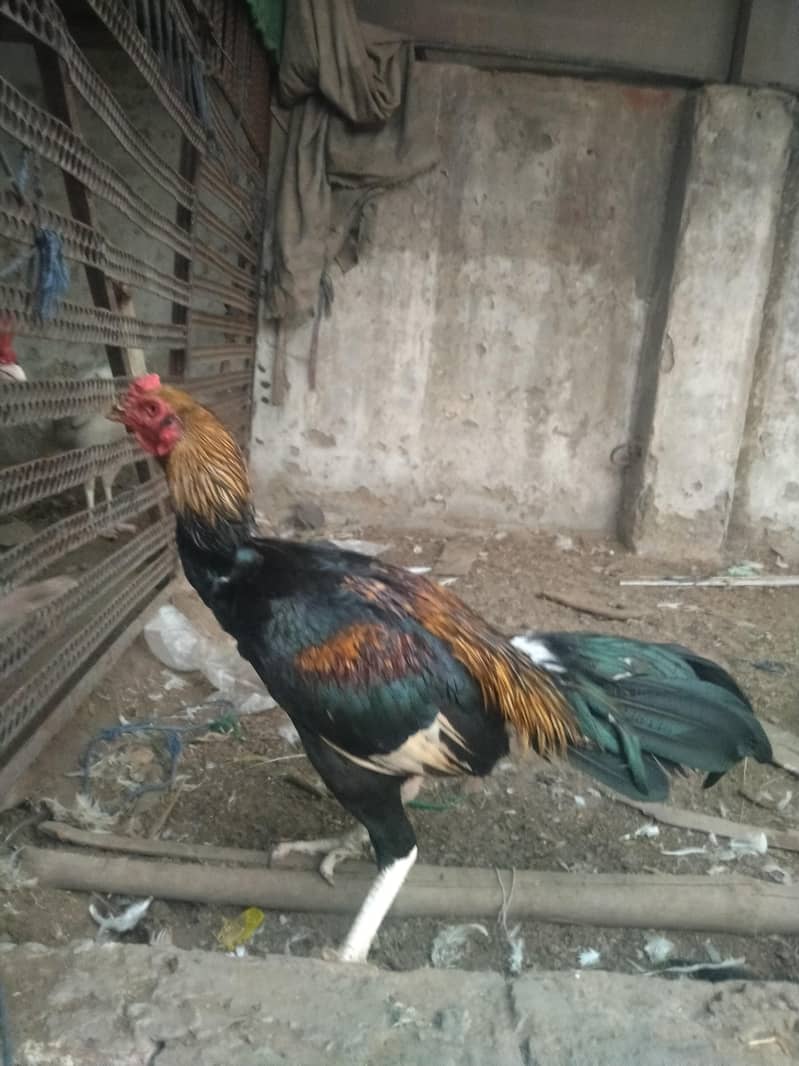 Adeel murga 4