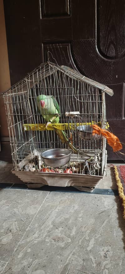 Semi hand tamed Raw Parrot Mery Ghr Ki Hai Urgent sale Krni hai