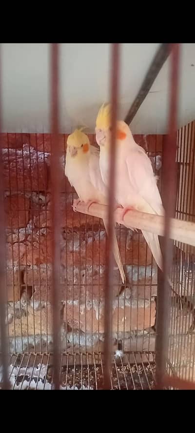Common White Cockatiel Red Eyes Breeder Pair (03225296432)