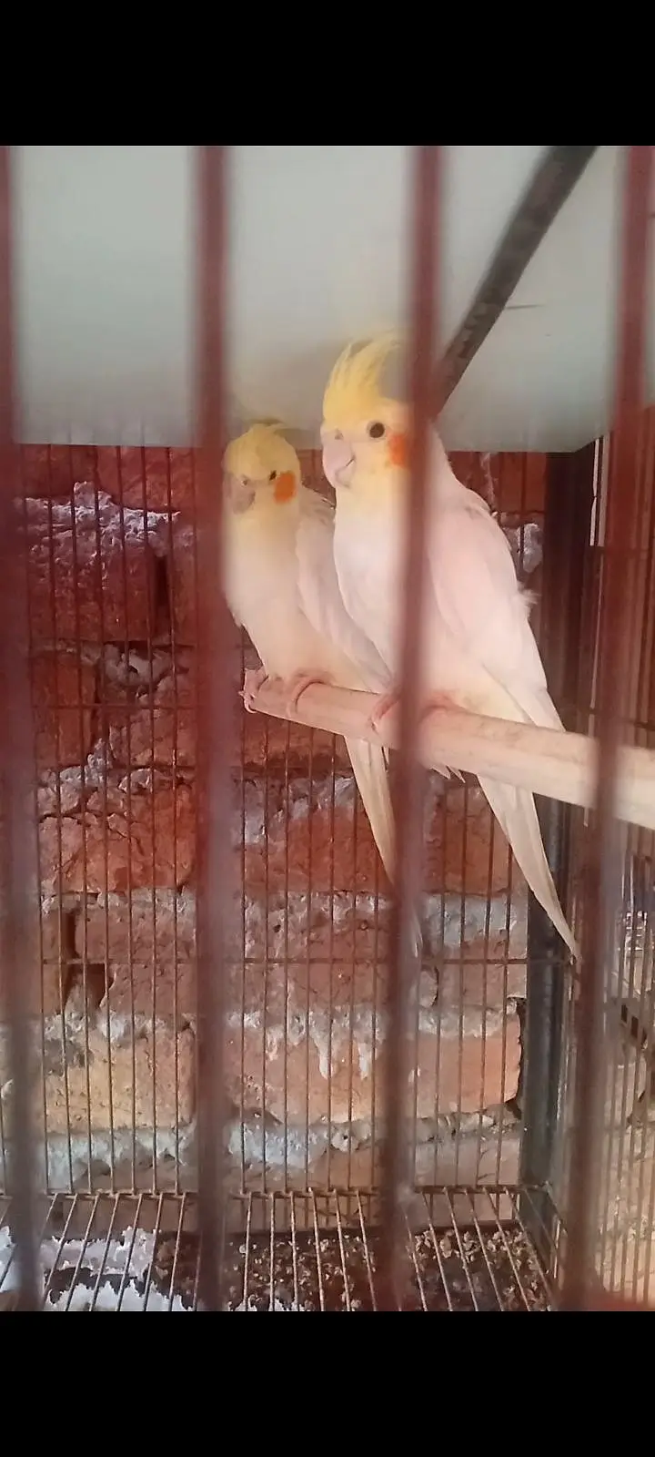 Common White Cockatiel Red Eyes Breeder Pair (03225296432) — photo 2