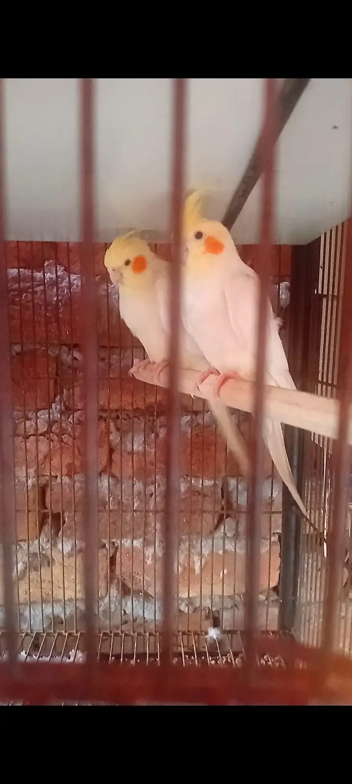 Common White Cockatiel Red Eyes Breeder Pair (03225296432) — photo 3