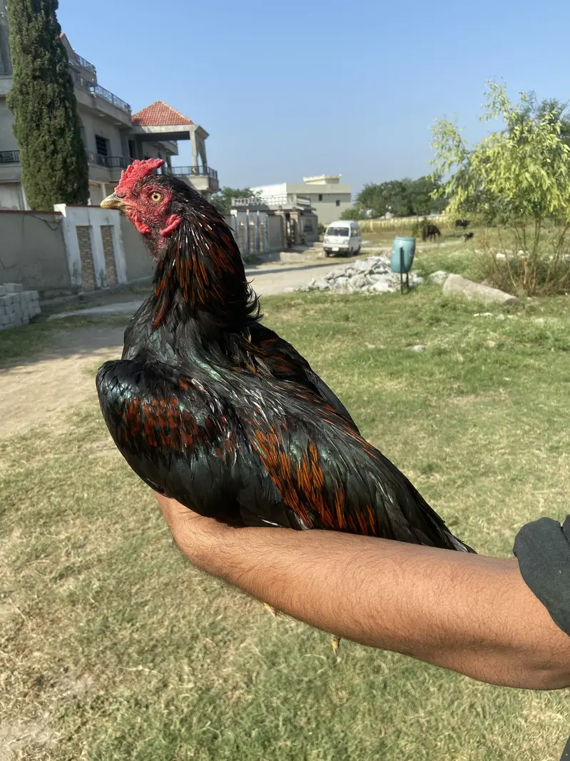 Pure aseel lakha — photo 7