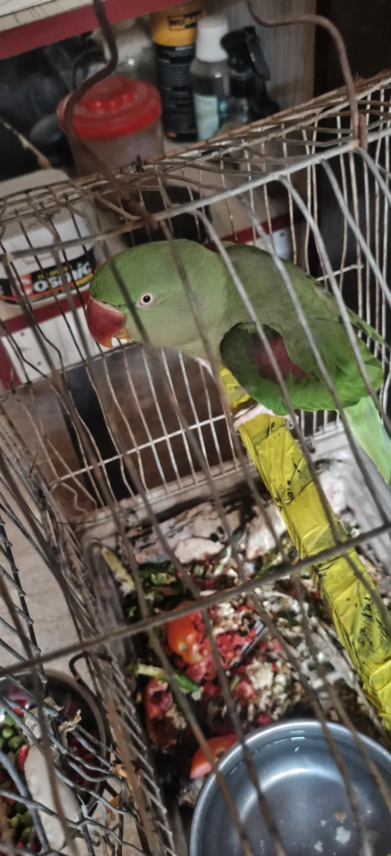 Semi hand tamed Raw Parrot Mery Ghr Ki Hai Urgent sale Krni hai — photo 2