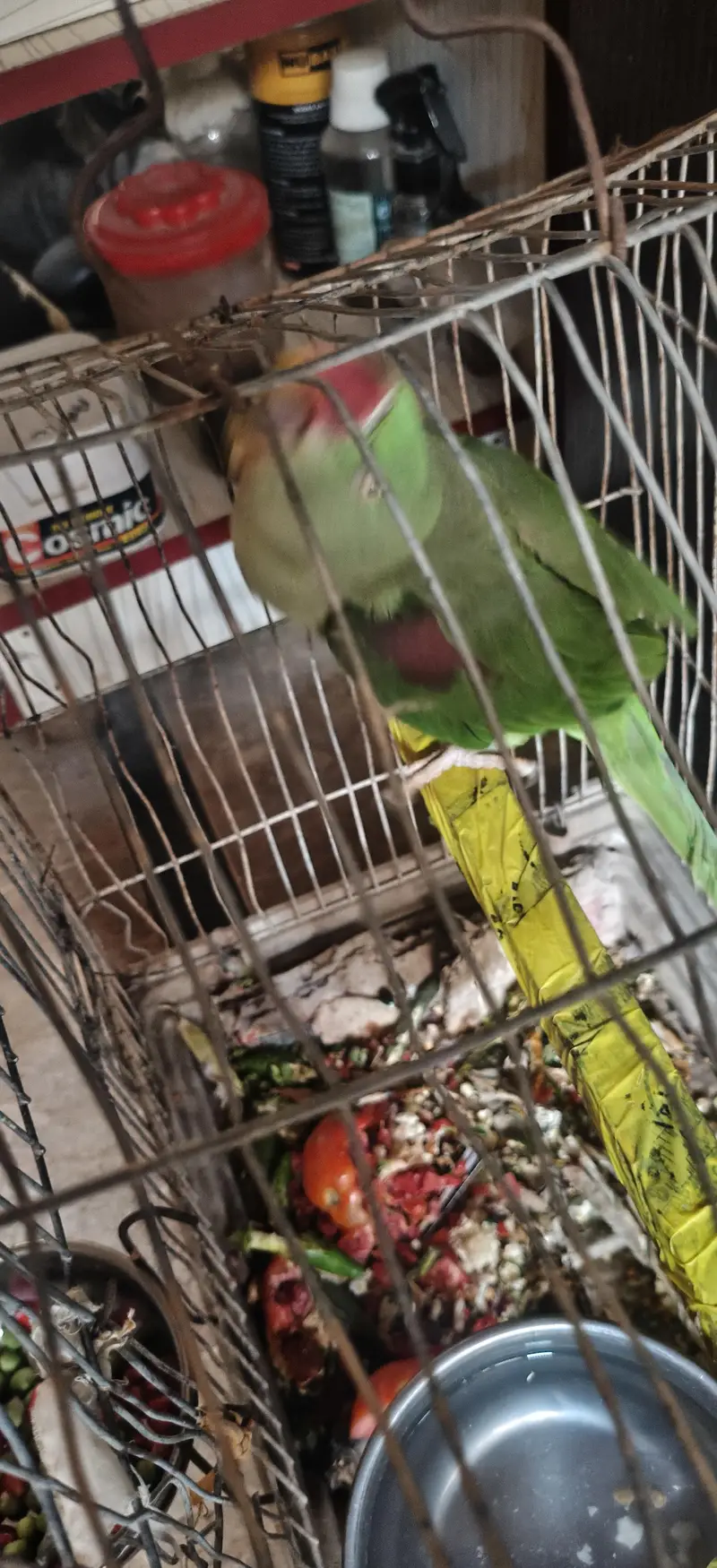 Semi hand tamed Raw Parrot Mery Ghr Ki Hai Urgent sale Krni hai — photo 3