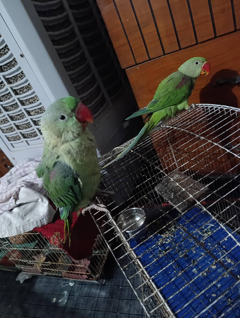 raw beautiful pair Available 0