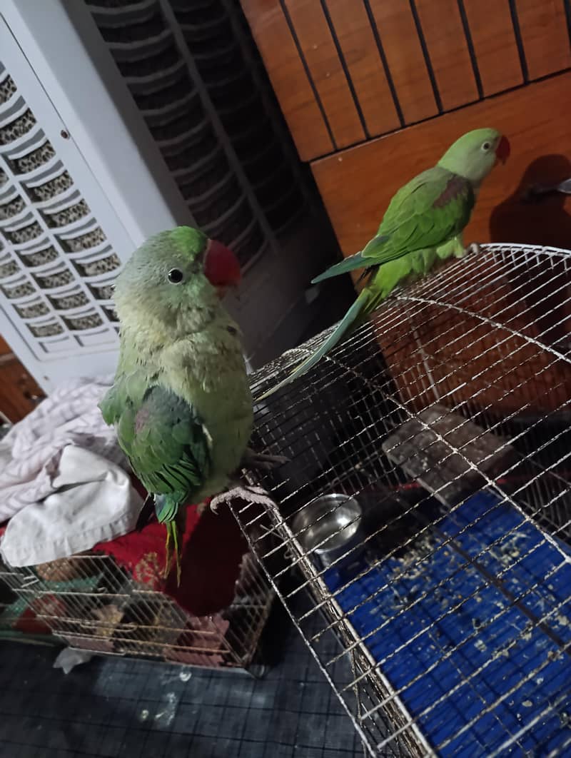 raw beautiful pair Available 2