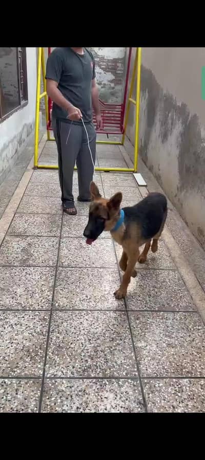 gsd double coat male available