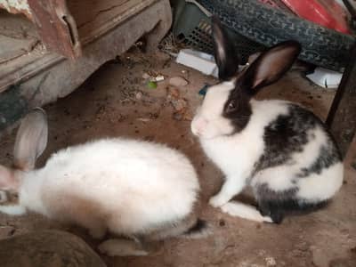 Pure Desi Rabbits