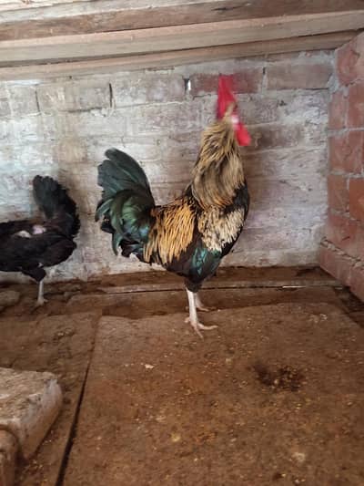 Egg Lying Hen and Murgha