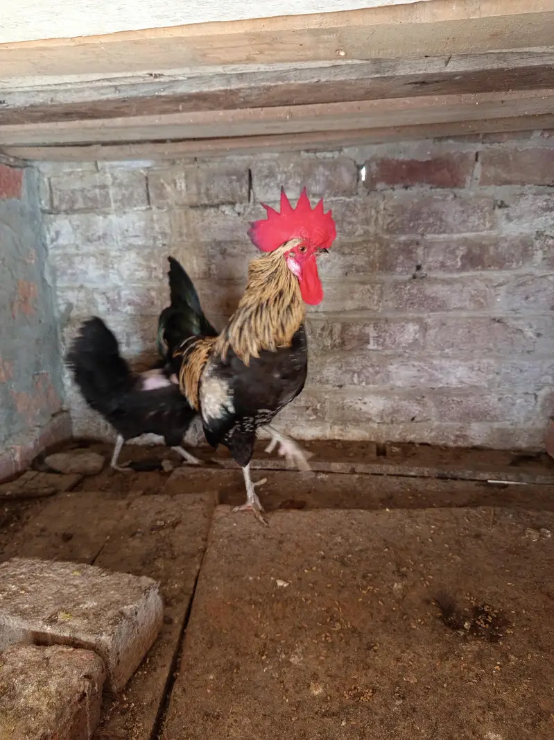 Egg Lying Hen and Murgha — photo 2