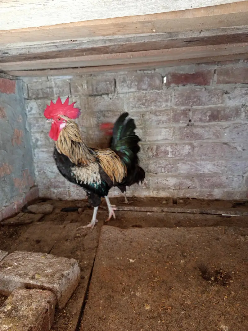 Egg Lying Hen and Murgha — photo 3