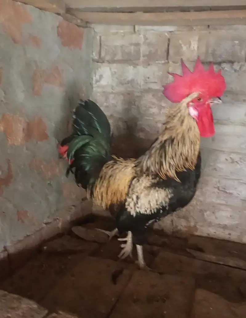 Egg Lying Hen and Murgha — photo 4
