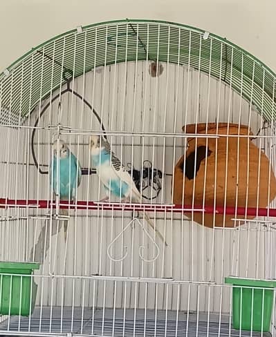 breeder pair with cage or matki