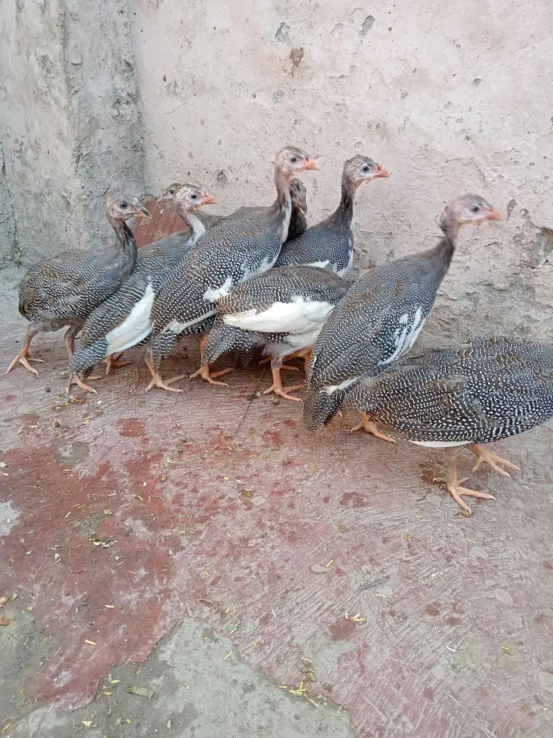 Ghar ki pali hain — photo 2