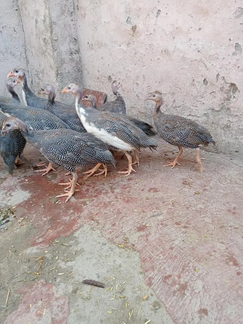 Ghar ki pali hain — photo 3