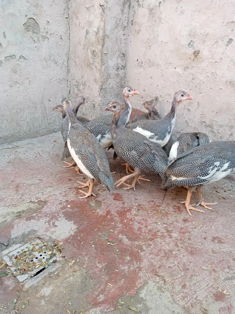 Ghar ki pali hain — photo 4