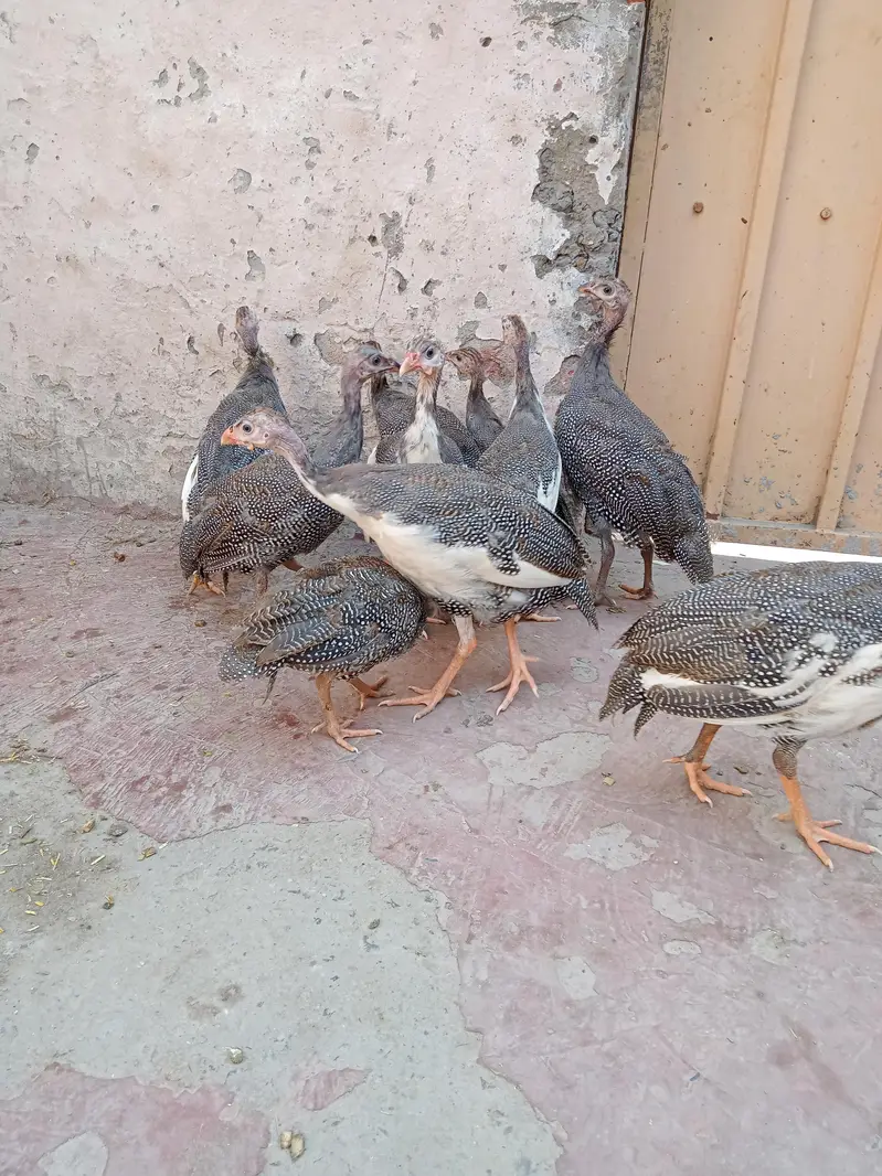 Ghar ki pali hain — photo 5