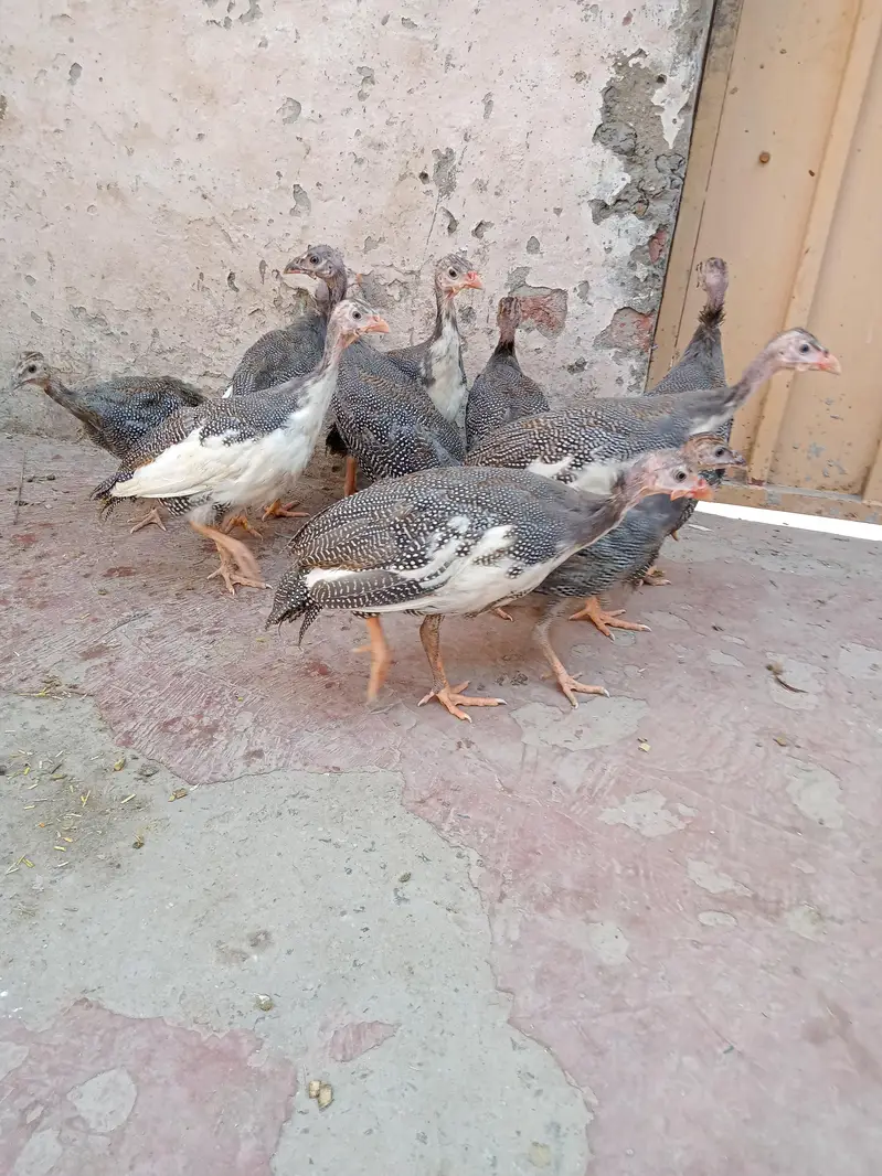 Ghar ki pali hain — photo 6