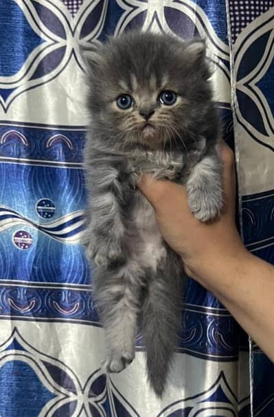 kittens available