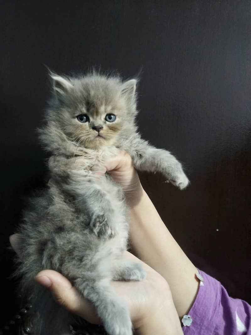 kittens available 1