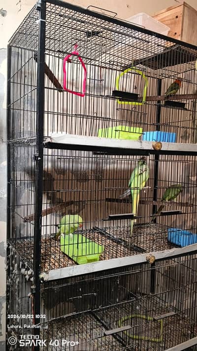 BIRDS CAGES 8 PORTION