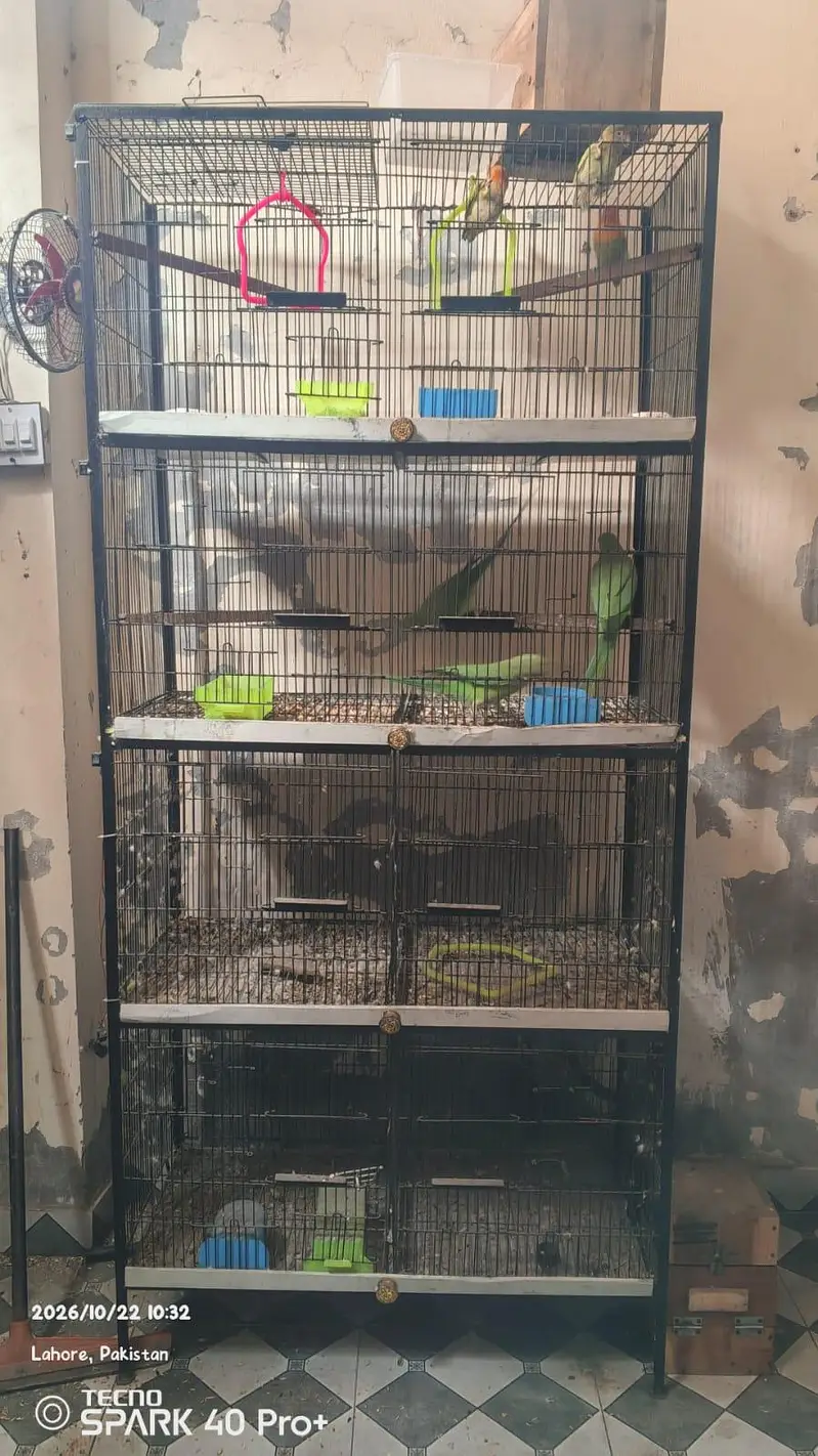 BIRDS CAGES 8 PORTION — photo 4