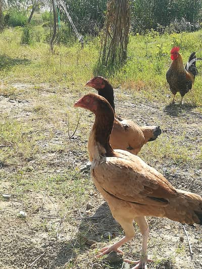 Aseel pair for sale  Nar Madi - 10 months- bhimber