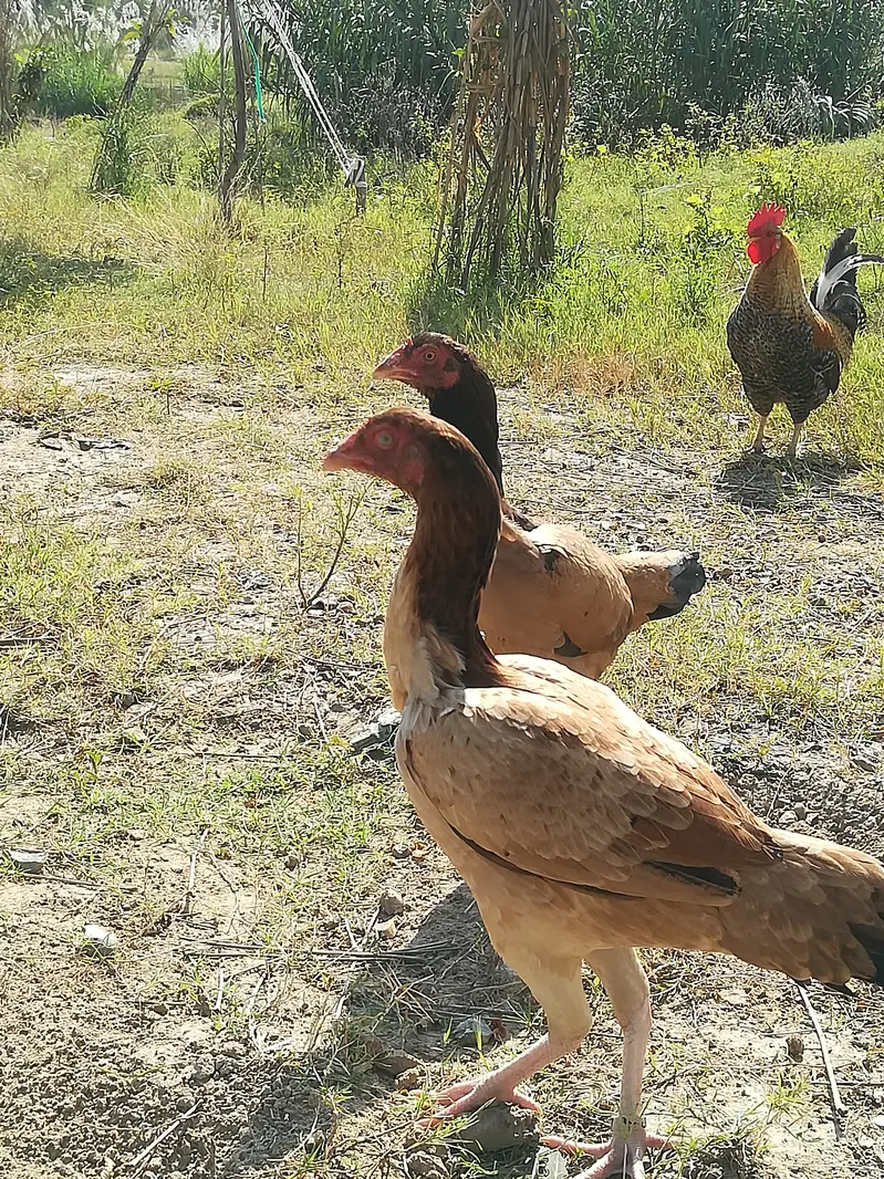Aseel pair for sale  Nar Madi - 10 months- bhimber — photo 2