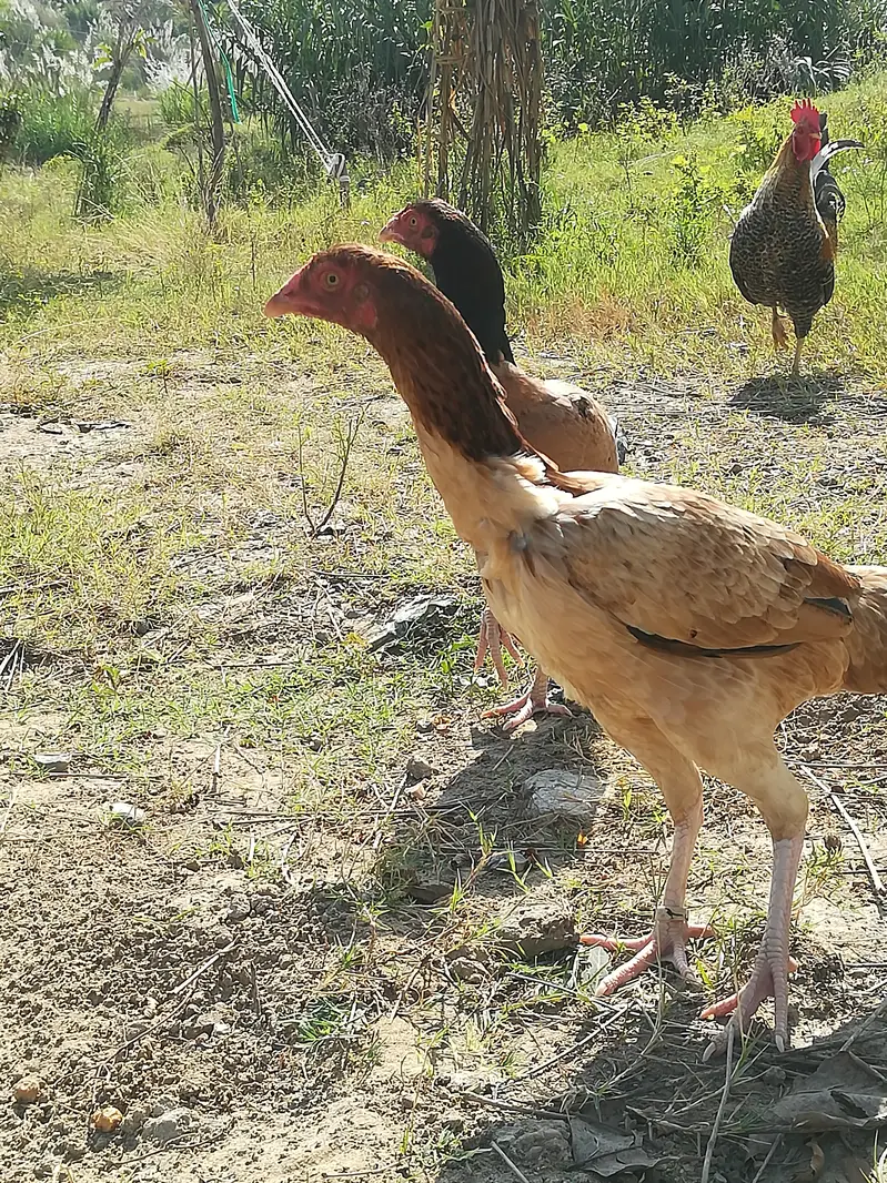 Aseel pair for sale  Nar Madi - 10 months- bhimber — photo 3
