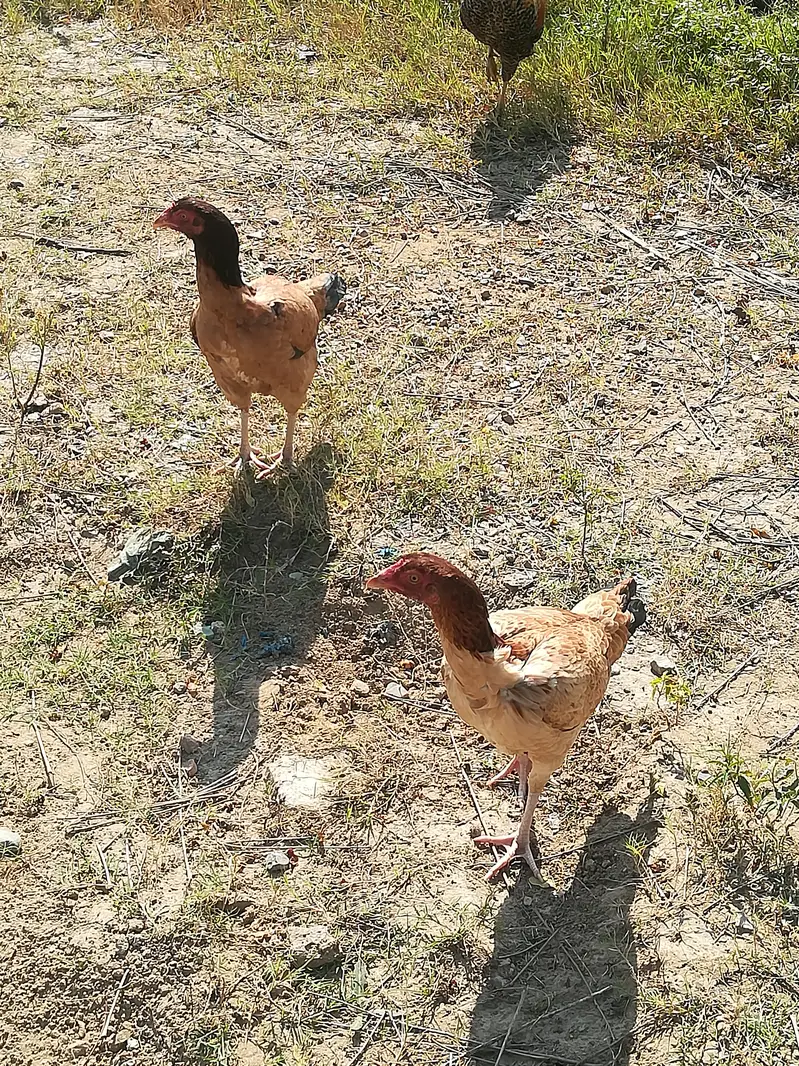 Aseel pair for sale  Nar Madi - 10 months- bhimber — photo 4
