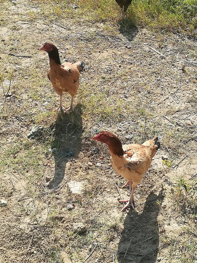 Aseel pair for sale  Nar Madi - 10 months- bhimber — photo 5