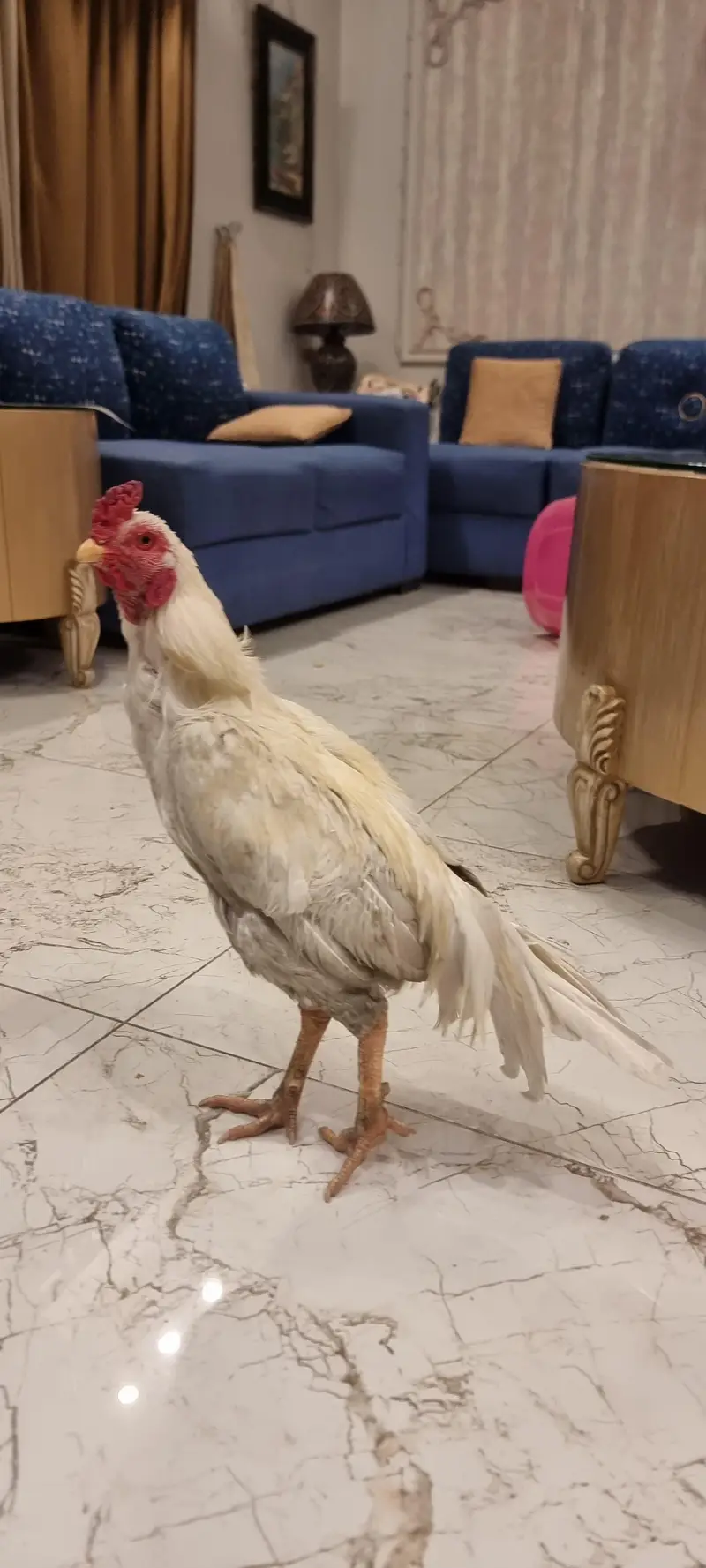 Aseel Murgha for Sale. Breeder Hai — photo 3
