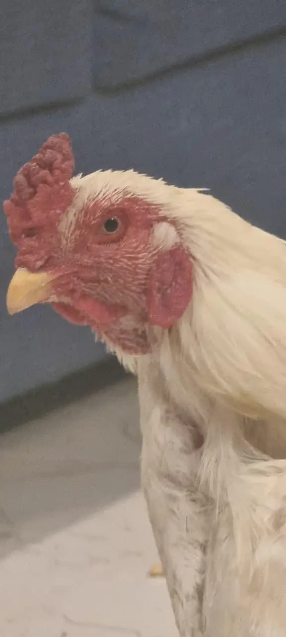 Aseel Murgha for Sale. Breeder Hai — photo 4
